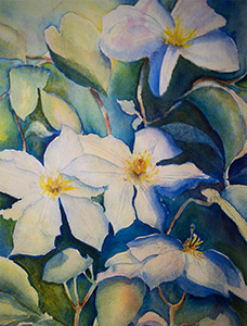 clematis