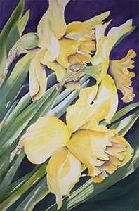 daffodils