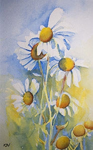 daisies