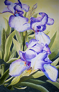 irises